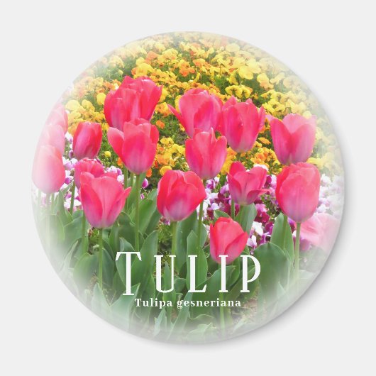 Tulip Magnet (Vorne)