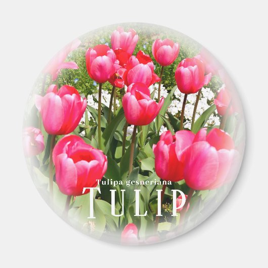Tulip Magnet (Vorne)