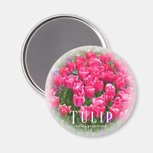 Tulip Magnet (Vorderseite/Rückseite)