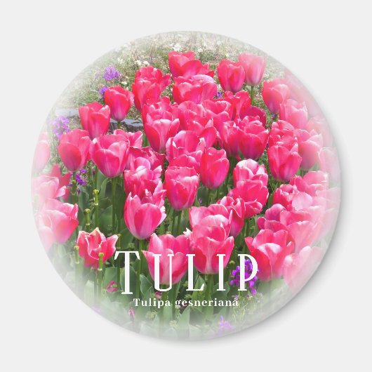 Tulip Magnet (Vorne)