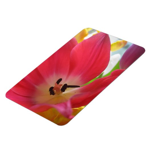 Tulip Magnet (Linke Seite)