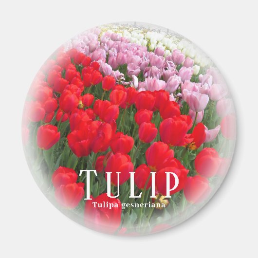 Tulip Magnet (Vorne)