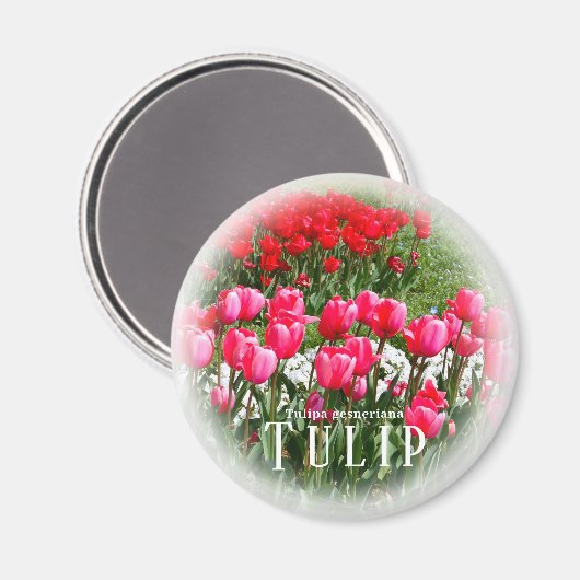 Tulip Magnet (Vorderseite/Rückseite)