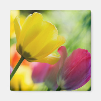 Tulip-Magnet Magnet