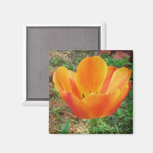 Tulip-Magnet Magnet (Vorderseite/Rückseite)