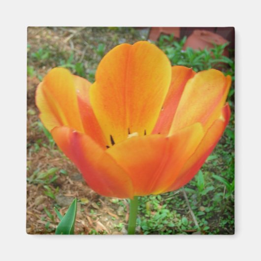 Tulip-Magnet Magnet (Vorne)