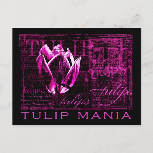 Tulip Mania Postkarte (Vorderseite)