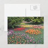TULIP MEADOW POSTKARTE (Vorne/Hinten)