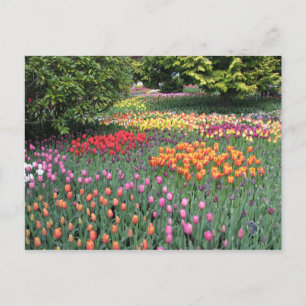TULIP MEADOW POSTKARTE
