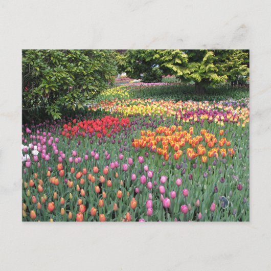 TULIP MEADOW POSTKARTE (Vorderseite)