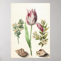 Tulip mit Muscheln Botanische Illustration