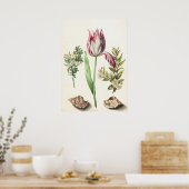 Tulip mit Muscheln Botanische Illustration Poster (Küche)