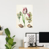 Tulip mit Muscheln Botanische Illustration Poster (Heimbüro)