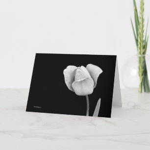 Tulip mit Regentropfen in schwarz-weiß Karte