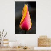 Tulip mit Wassertröpfchen 2 Poster (Küche)