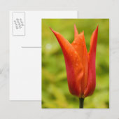 Tulip mit Wassertropfen 1 Postkarte (Vorne/Hinten)