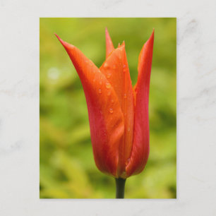 Tulip mit Wassertropfen 1 Postkarte