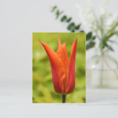Tulip mit Wassertropfen 1 Postkarte (Stehend Vorderseite)