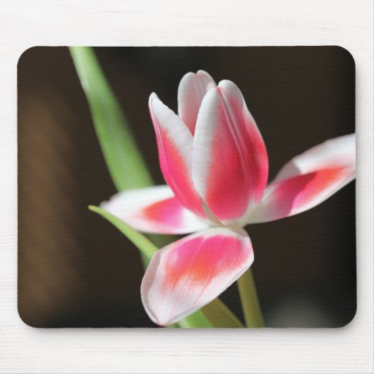 Tulip Mousepad (Vorne)