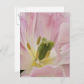 Tulip nah-up, Keukenhof Gardens, Lisse, Postkarte (Vorne/Hinten)