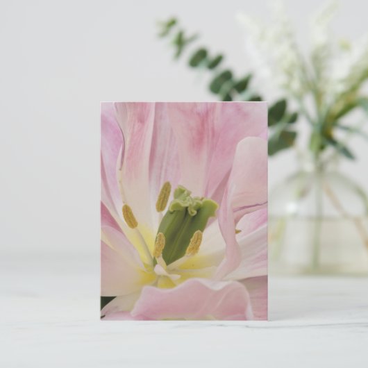 Tulip nah-up, Keukenhof Gardens, Lisse, Postkarte (Stehend Vorderseite)