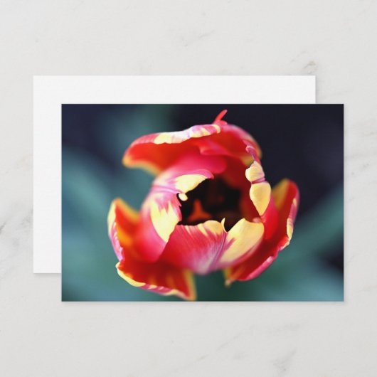 Tulip Notecard Mitteilungskarte (Vorne/Hinten)