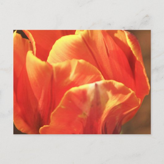 Tulip on Fire Postkarte (Vorderseite)