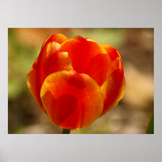 Tulip Orange Poster