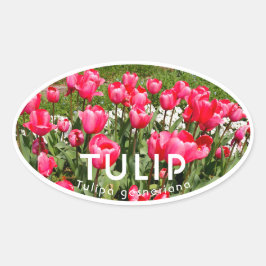 Tulip Ovaler Aufkleber
