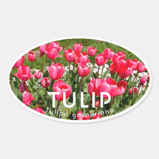 Tulip Ovaler Aufkleber (Vorderseite)