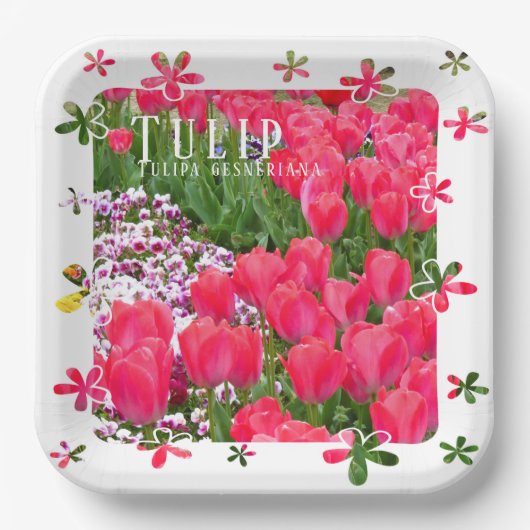Tulip Pappteller (Vorderseite)