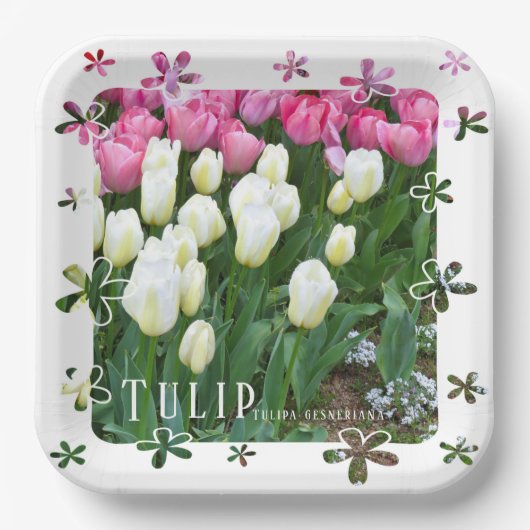 Tulip Pappteller (Vorderseite)