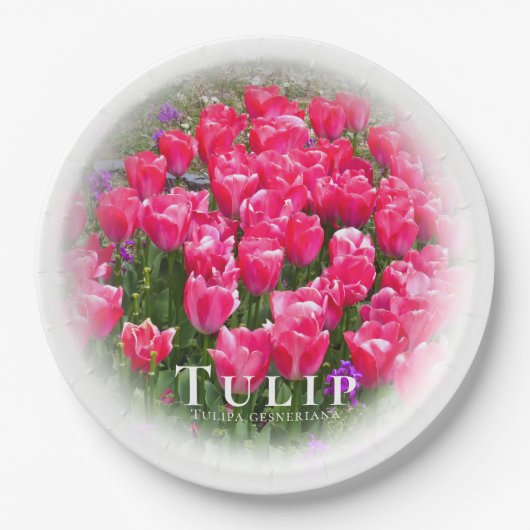 Tulip Pappteller (Vorderseite)