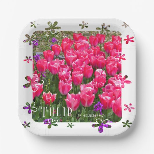 Tulip Pappteller (Vorderseite)