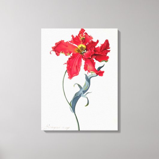 Tulip: Perroquet Rouge Leinwanddruck (Vorderseite)