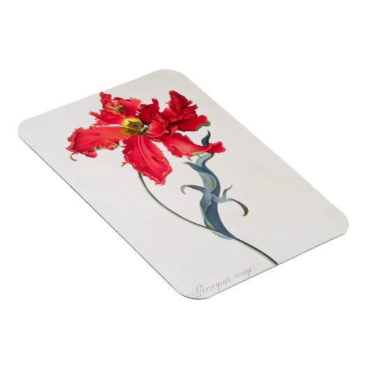 Tulip: Perroquet Rouge Magnet (Rechte Seite)