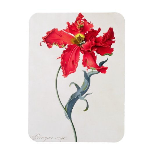 Tulip: Perroquet Rouge Magnet (Vertikal)