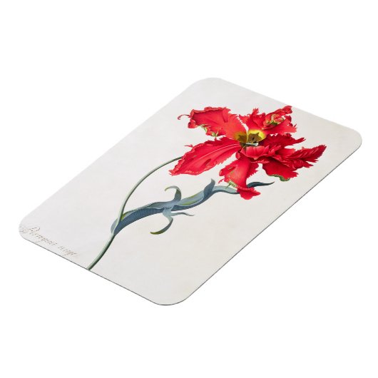 Tulip: Perroquet Rouge Magnet (Linke Seite)