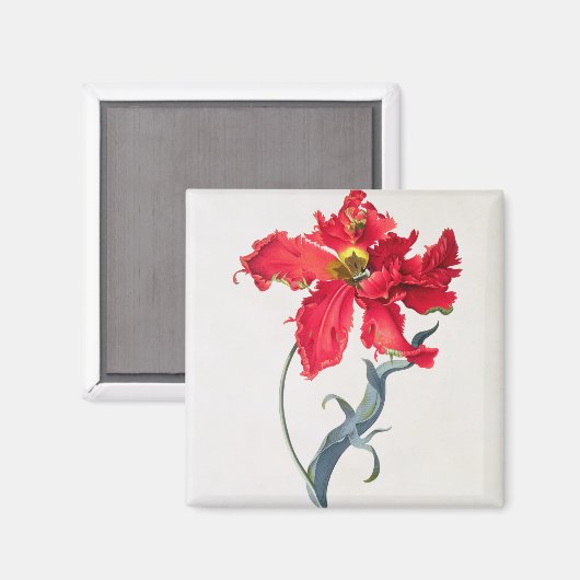 Tulip: Perroquet Rouge Magnet (Vorderseite/Rückseite)