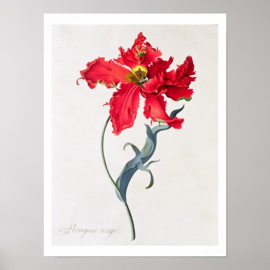 Tulip: Perroquet Rouge Poster (Vorne)