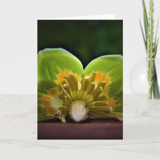 Tulip Poplar Blossom, Karte (Vorderseite)