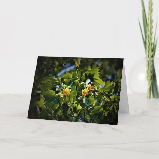 Tulip Poplar Blossom, Karte (Vorderseite)