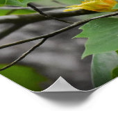 Tulip Poplar Blossom, Poster (Ecke)