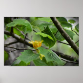 Tulip Poplar Blossom, Poster (Vorne)