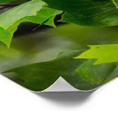 Tulip Poplar Blossom, Poster (Ecke)