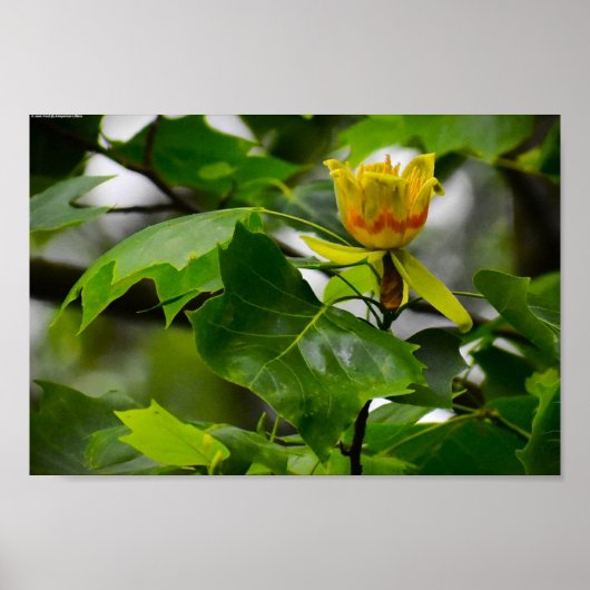 Tulip Poplar Blossom, Poster (Vorne)