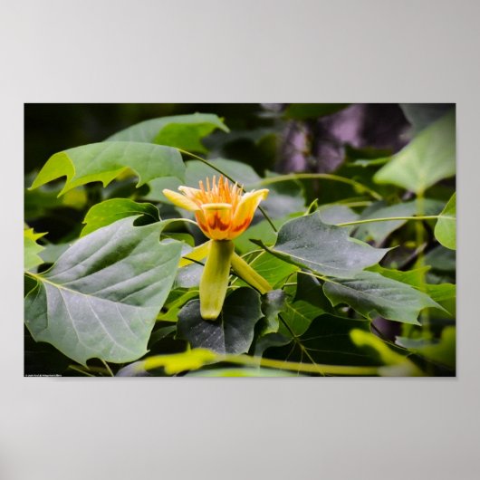 Tulip Poplar Blossom, Poster (Vorne)