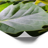 Tulip Poplar Blossom, Poster (Ecke)