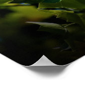 Tulip Poplar Blossom, Poster (Ecke)