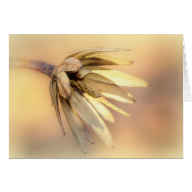 Tulip Poplar Empty Seed Pod (Vorderseite (Horizontal))